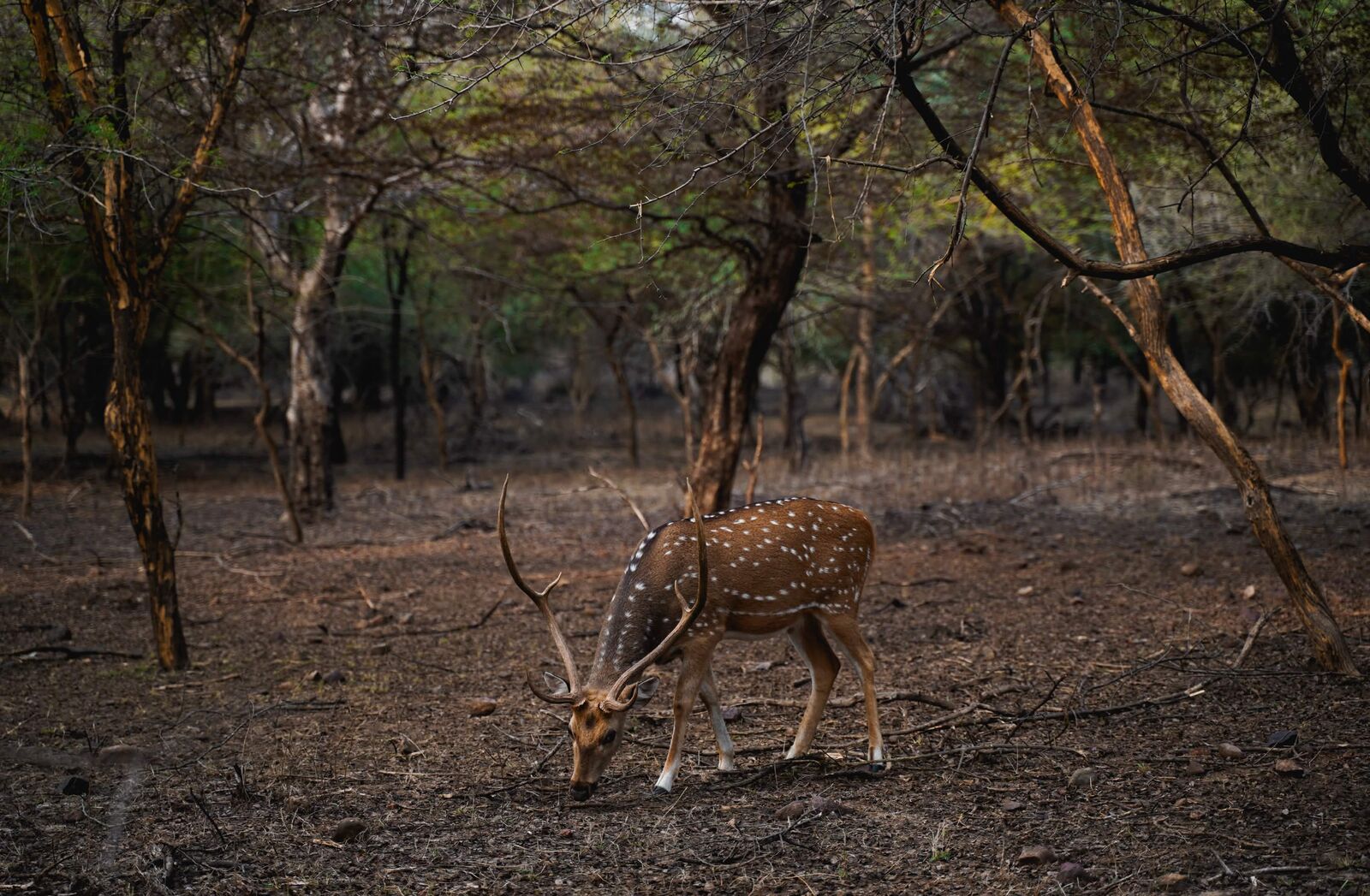 Spotted deer grazing in a forest
