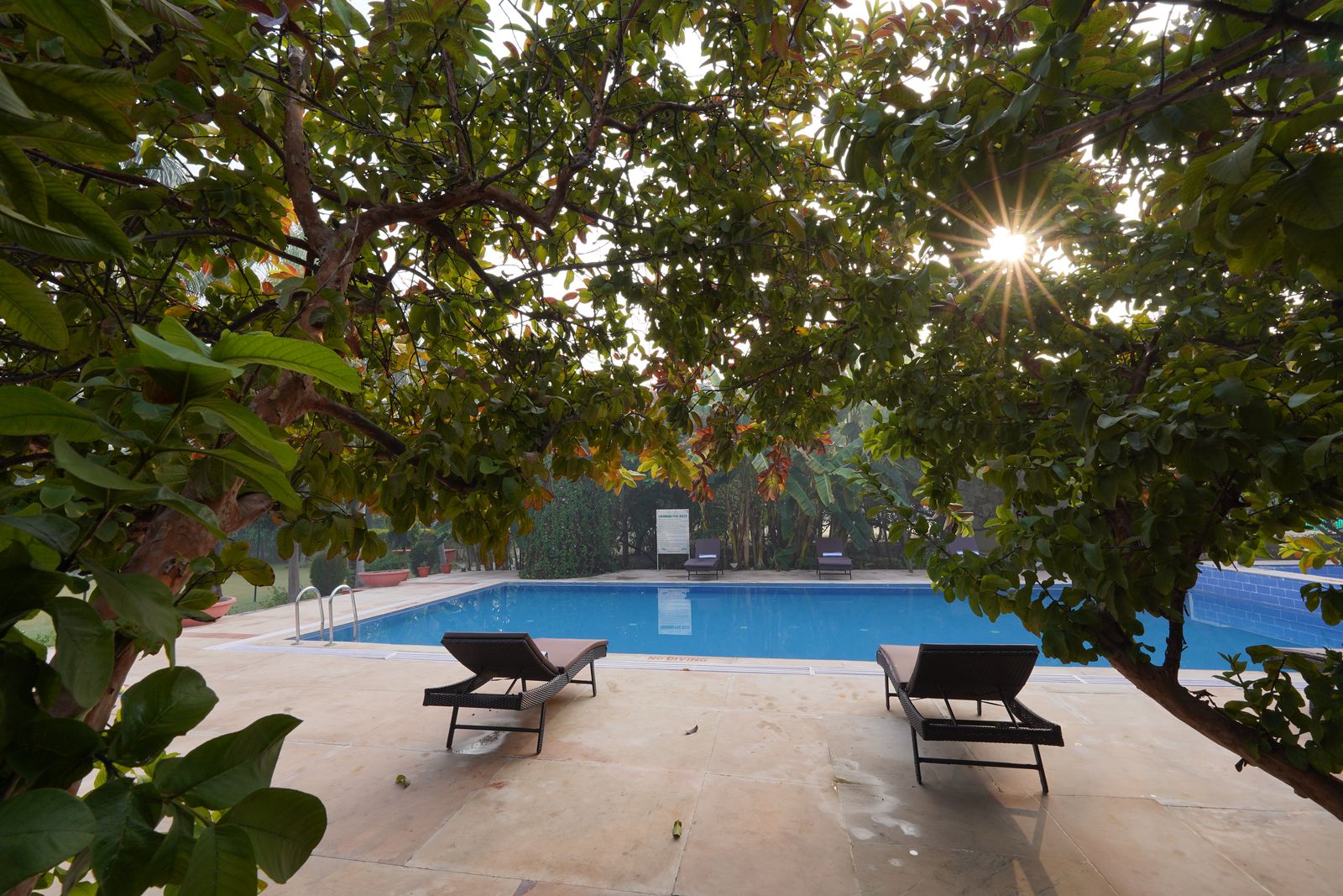 Morning sun through the trees at a resort poolside