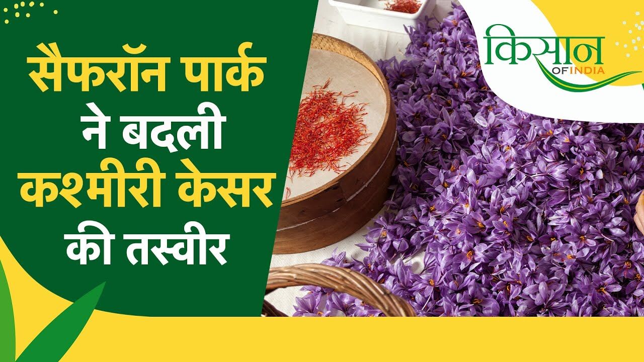 Saffron Farmers in Kashmir video thumbnail